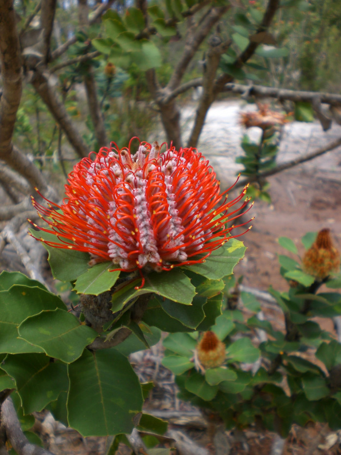 방크시아 - Banksia coccinea