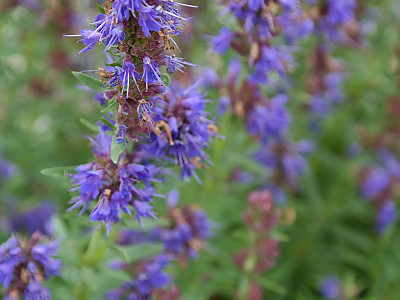 히솝 사진 - Hyssopus officinalis L. Photos