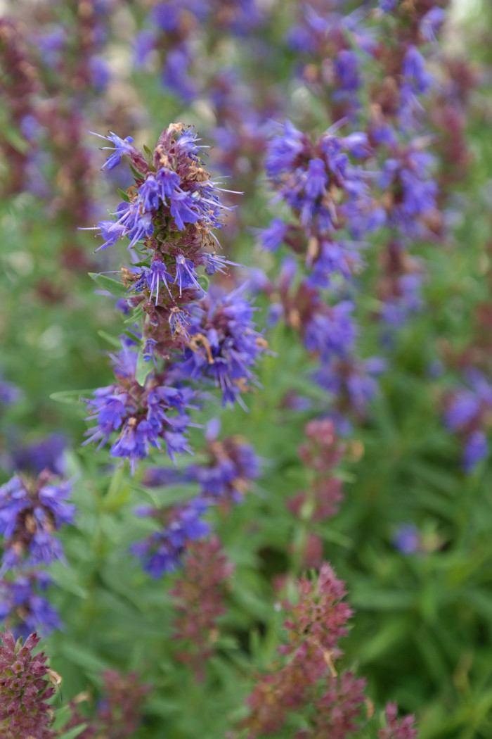히솝 - Hyssop, Hyssopus officinalis L.