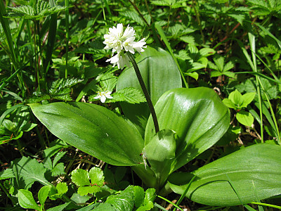 나도 옥잠화 사진 - Clintonia udensis Photos