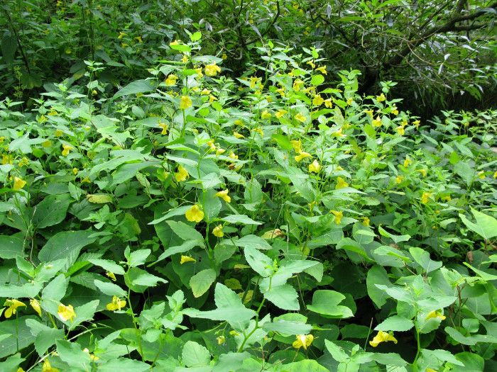 노랑물봉선 - Impatiens nolitangere L. var. nolitangere