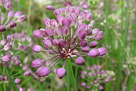 산부추 - Allium thumbergii
