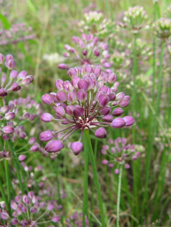 산부추 - Allium thumbergii