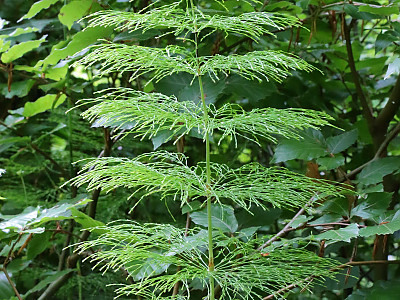능수쇠뜨기 사진 - Equisetum sylvaticum L. Photos