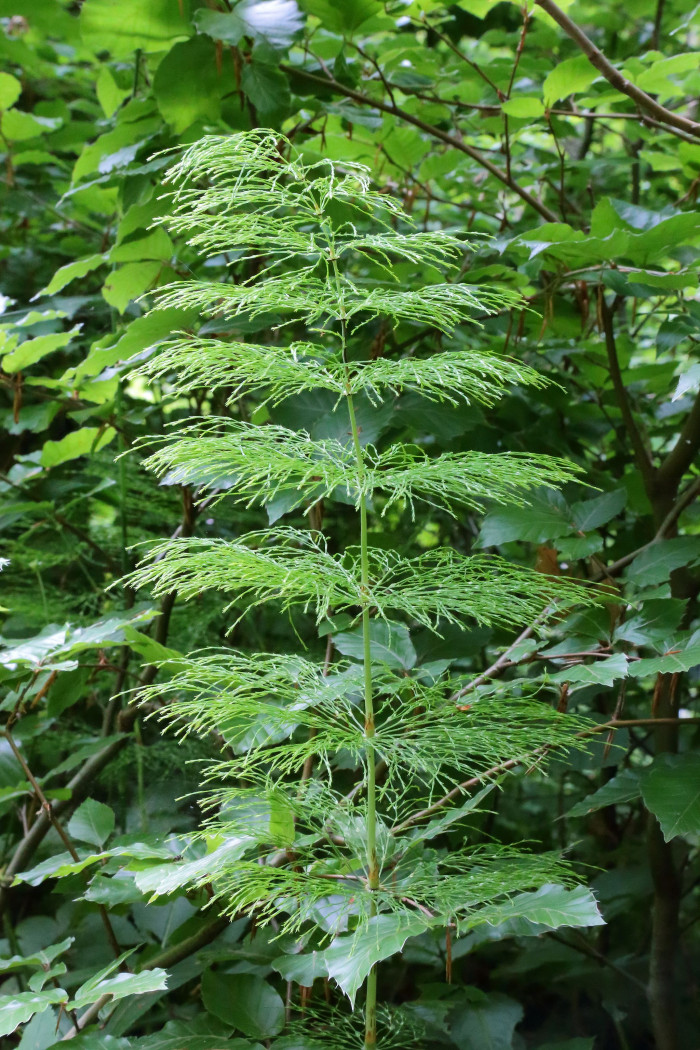 능수쇠뜨기 - Equisetum sylvaticum L.