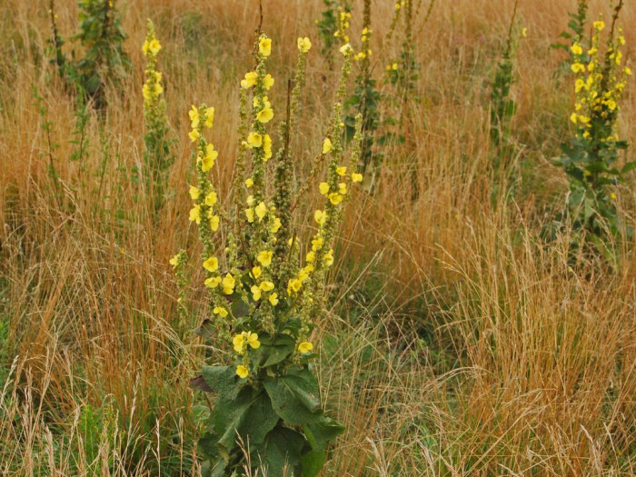 우단담배풀 - Verbascum thapsus L.
