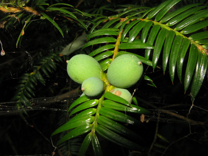 비자나무 - 1, Torreya nucifera (L.) Siebold & Zucc.