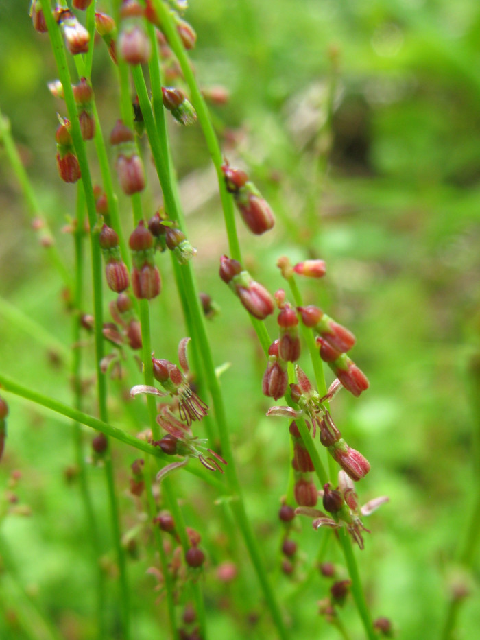개미탑 - Haloragis micrantha (Thunb.) R.Br. ex Siebold & Zucc.