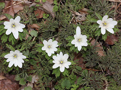 꿩의바람꽃 사진 - Anemone raddeana Regel Photos