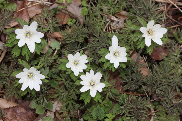 꿩의바람꽃 - Anemone raddeana Regel