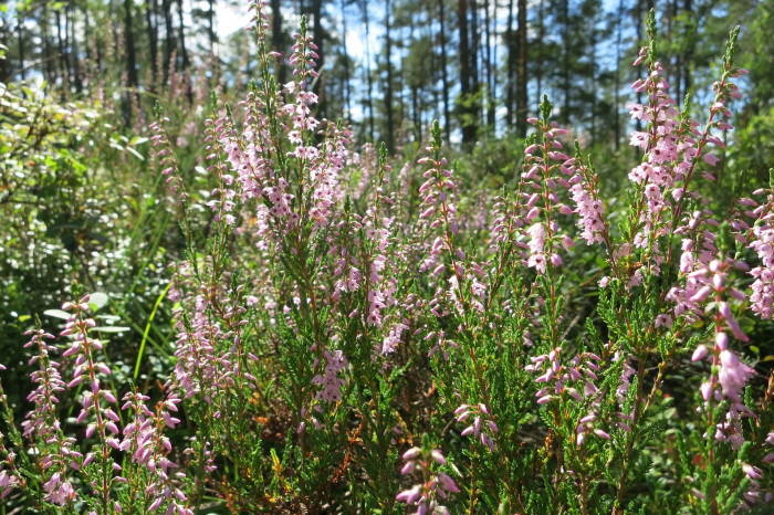 구석남 - Spring heath, Erica melanthera