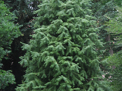 넓은잎삼나무 사진 - Cunninghamia lanceolata (Lamb.) Hook. Photos