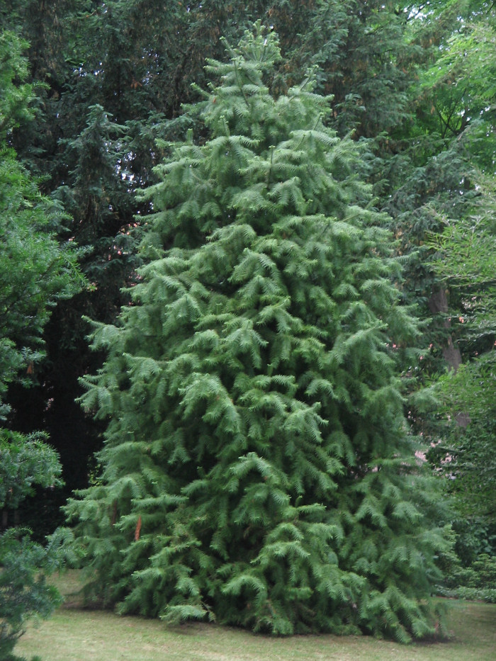 넓은잎삼나무 - Chinese Fir, Cunninghamia lanceolata (Lamb.) Hook.