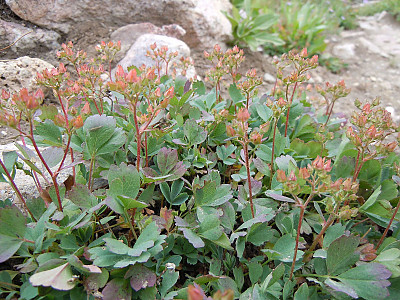 너도양지꽃 사진 - Sibbaldia procumbens L. Photos