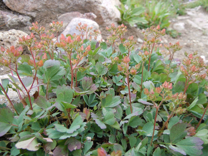 너도양지꽃 - Sibbaldia procumbens L.