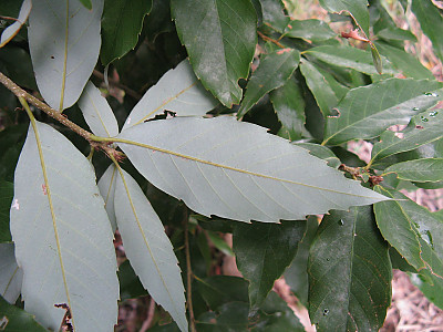 넓은잎참가시나무 사진 - Quercus salicina for. latifolia Nakai Photos