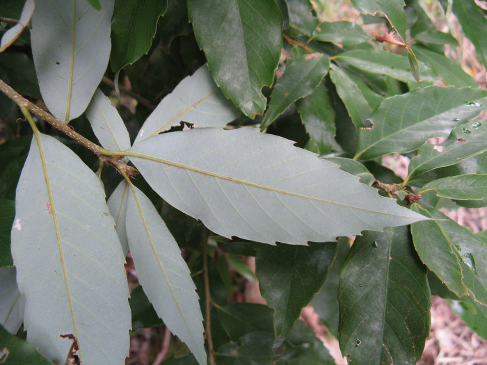 넓은잎참가시나무 - Quercus salicina for. latifolia Nakai