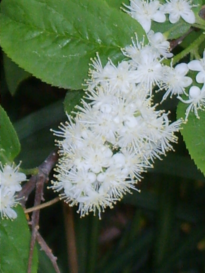 노린재나무 - Asiatic sweetleaf, sapphire berry, Symplocos chinensis for. pilosa (Nakai) Ohwi