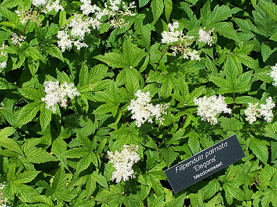 단풍터리풀 사진 - Filipendula palmata (Pall.) Maxim. Photos