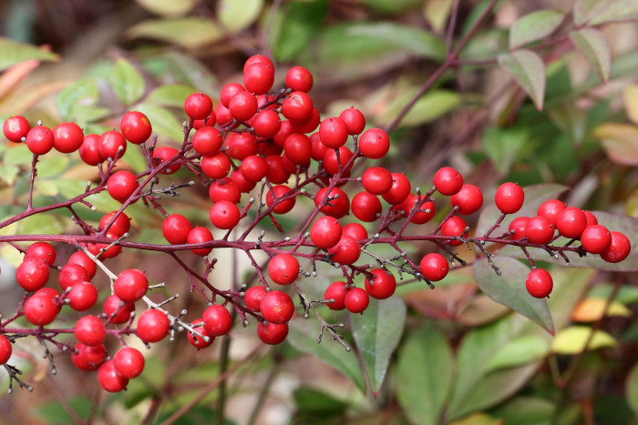 남천 - Heavenly bamboo, Nandina domestica Thunb.