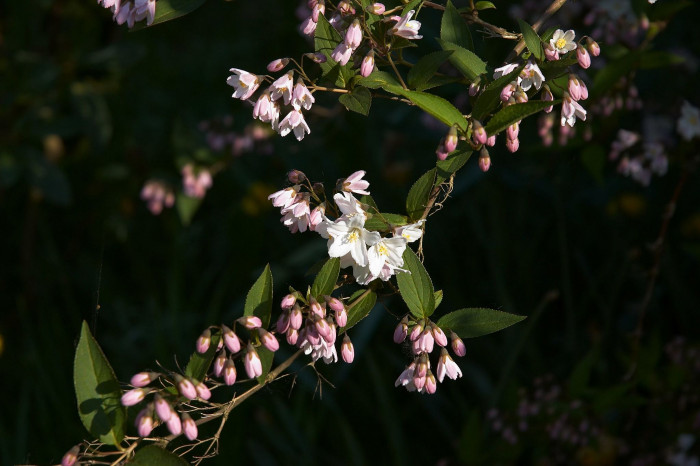 애기말발돌이 - Deutzia gracilis
