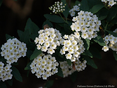 공조팝나무 사진 - Spiraea cantoniensis Lour. Photos