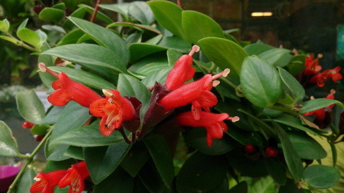 트리쵸스 - Lipstick plant, Aeschynanthus radicans
