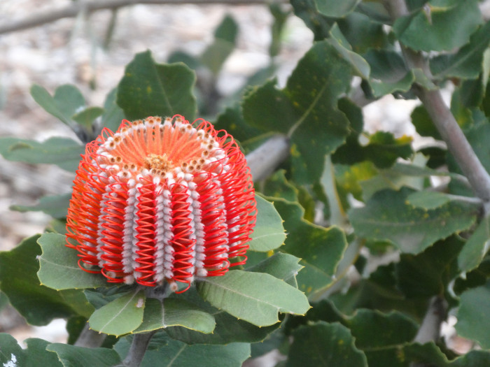 방크시아 - Banksia coccinea