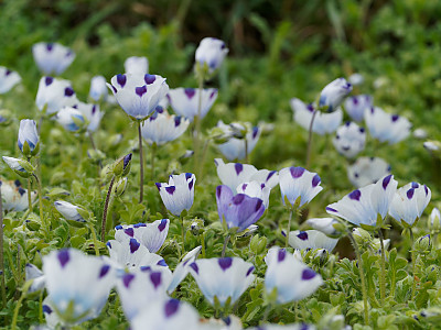 네모필라 사진 - Nemophila Maculata  Photos