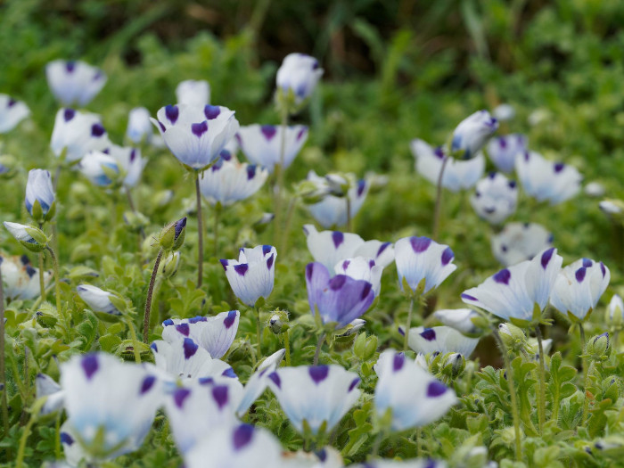 네모필라 - Nemophila Maculata 