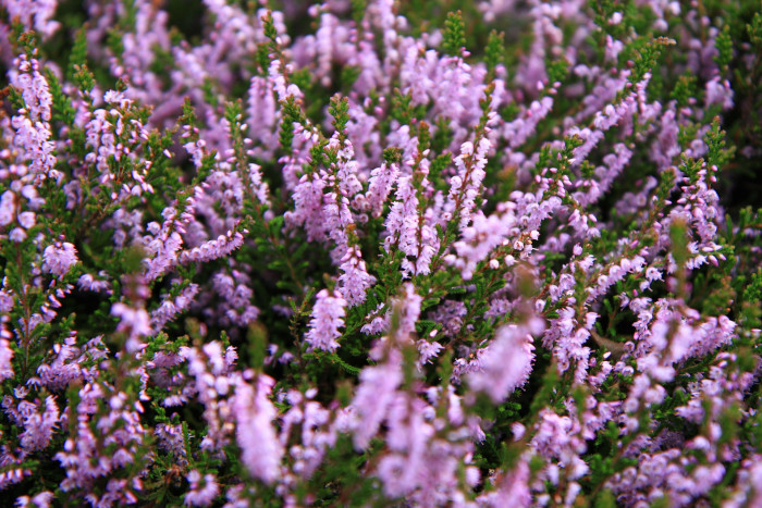 구석남 - Spring heath, Erica melanthera