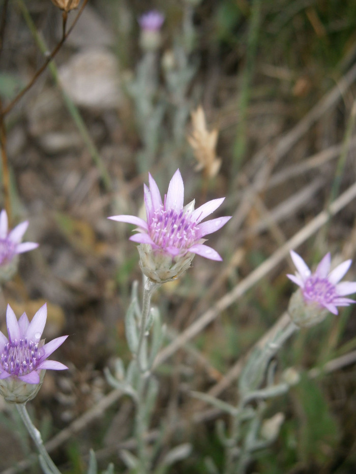 엑서란테멈 - annual everlasting, immortelle, Xeranthemum annuum