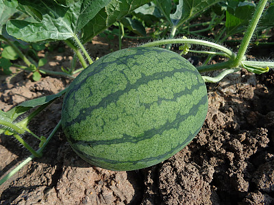 수박 사진 - Citrullus vulgaris Schrad. Photos