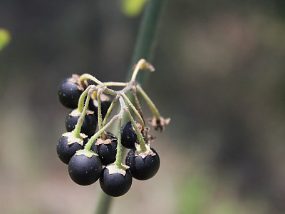 까마중 사진 - Solanum nigrum Photos