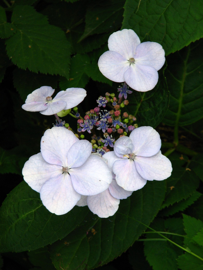 탐라산수국 - Hydrangea serrata Ser. for. fertilis Nakai