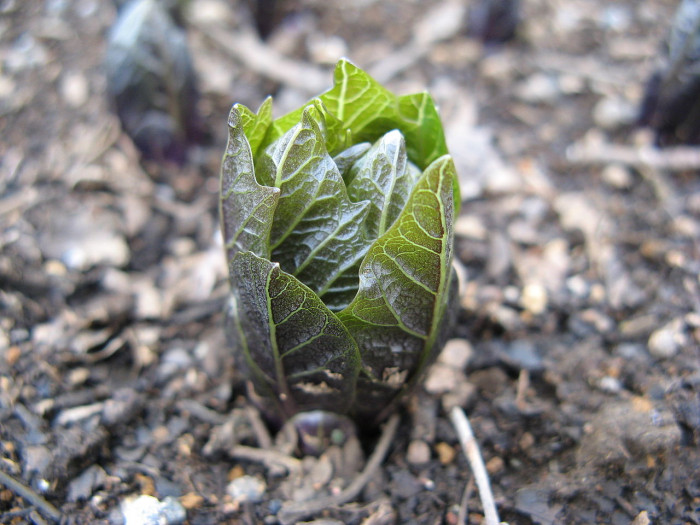 미치광이풀 - Scopolia japonica Maxim.