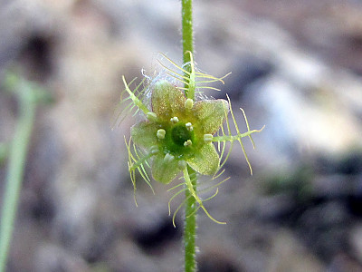 나도범의귀 사진 - Mitella nuda L. Photos