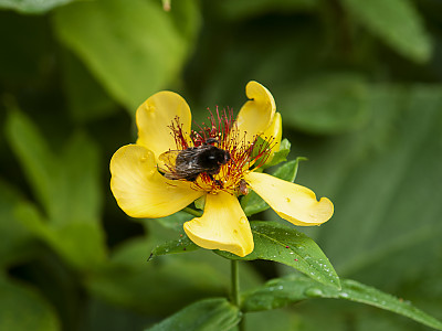 큰물레나물 사진 - Hypericum ascyron L. var. logistylum Maxim. Photos