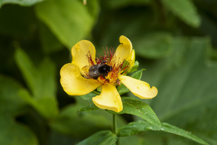 큰물레나물 - Hypericum ascyron L. var. logistylum Maxim.