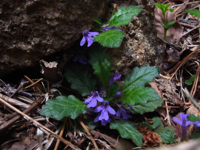 금창초 - Ajuga decumbens Thunb.