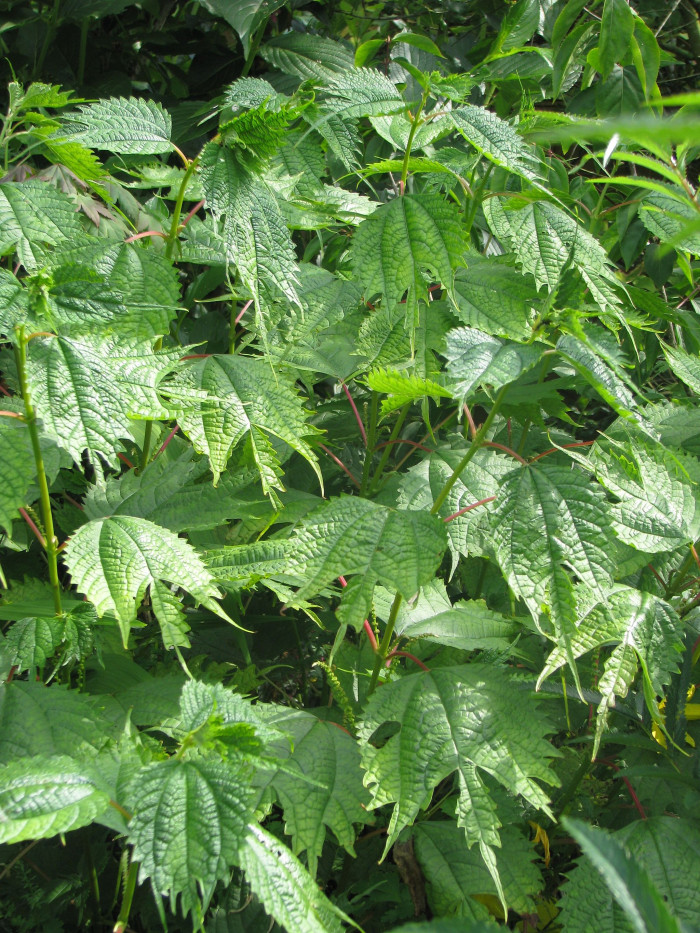 거북꼬리 - Boehmeria tricuspis (Hance) Makino