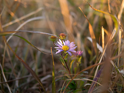 개쑥부쟁이 사진 - Aster meyendorfii (Regel & Maack) Voss Photos