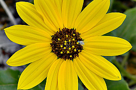 애기해바라기 - Helianthus debilis Nutt.