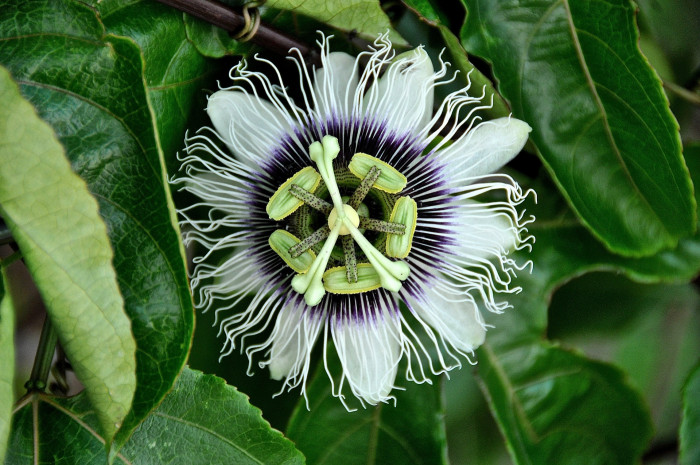 시계초 - passion flower, Passiflora caerulea