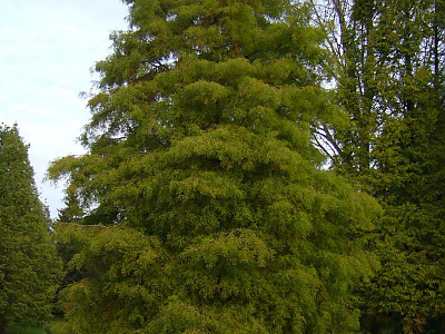 낙우송 사진 - Taxodium distichum (L.) Rich. Photos