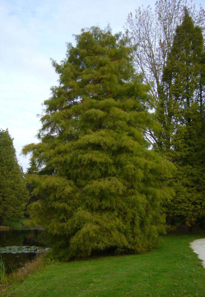 낙우송 - Bald Cyprus Tree, Taxodium distichum (L.) Rich.