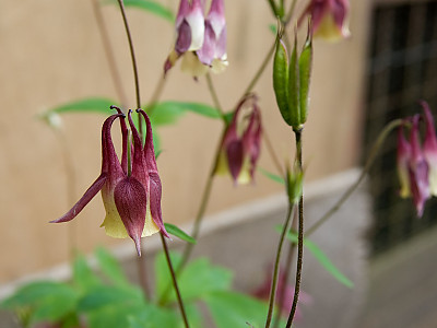 노랑매발톱 사진 - Aquilegia buergeriana var. oxusepala for. pallidiflora Nakai Photos
