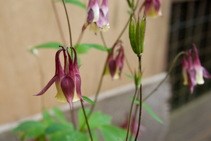 노랑매발톱 - Aquilegia buergeriana var. oxusepala for. pallidiflora Nakai