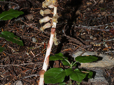 구상난풀 사진 - Monotropa hypopithys L. Photos