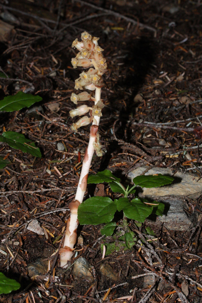 구상난풀 - Monotropa hypopithys L.